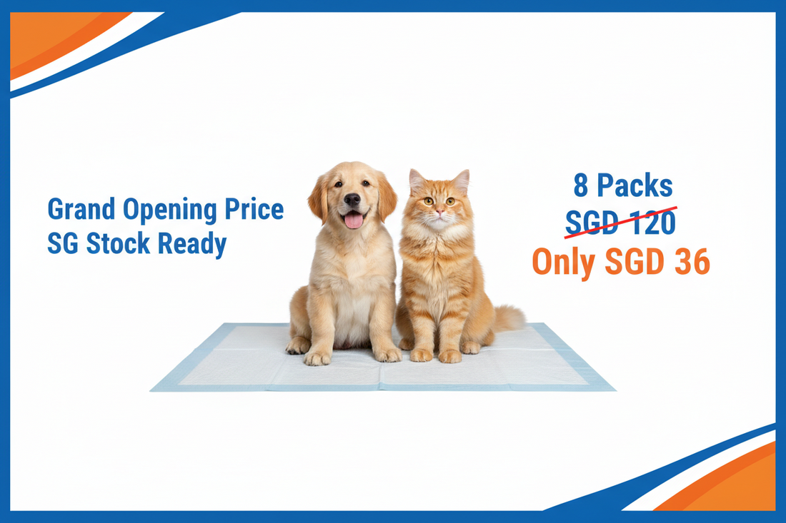 Absorbent Pet Training Pee Pads (8 Packs) — SGD 36 | Best Value in Singapore